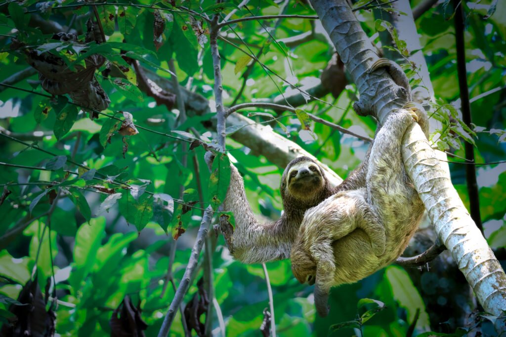 Oso-Peresoso-Parque-Tayrona