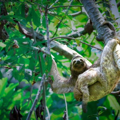 Oso-Peresoso-Parque-Tayrona
