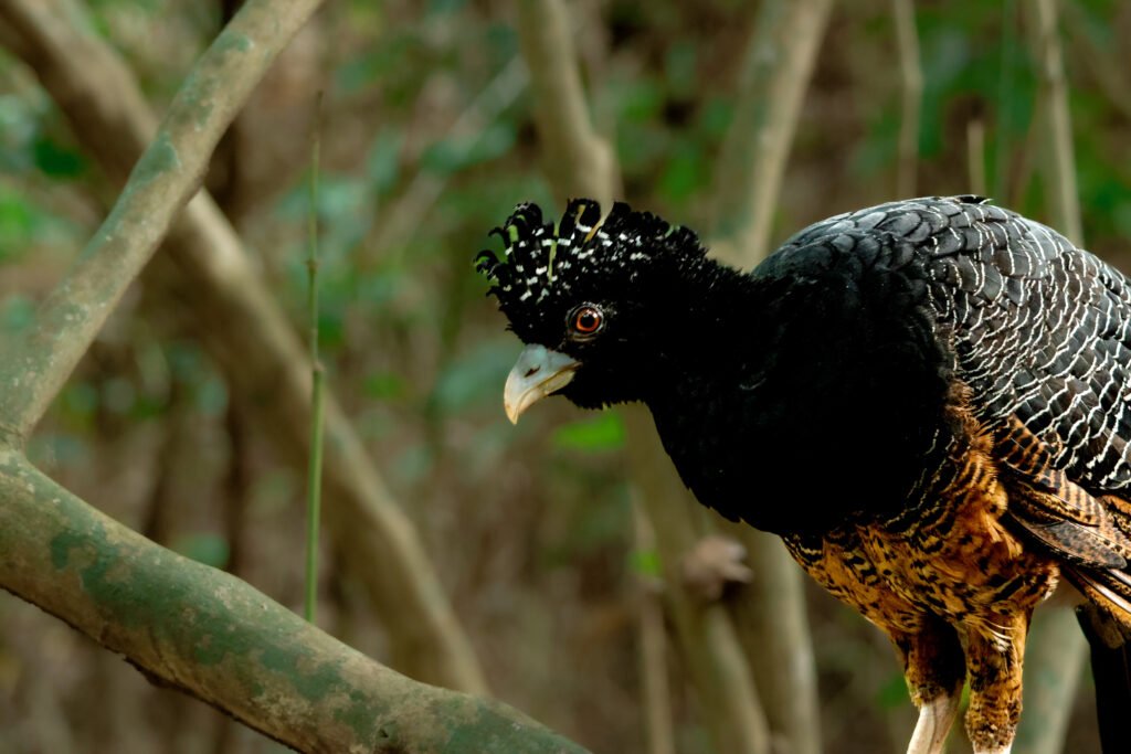 Paujil En El Parque Tayrona