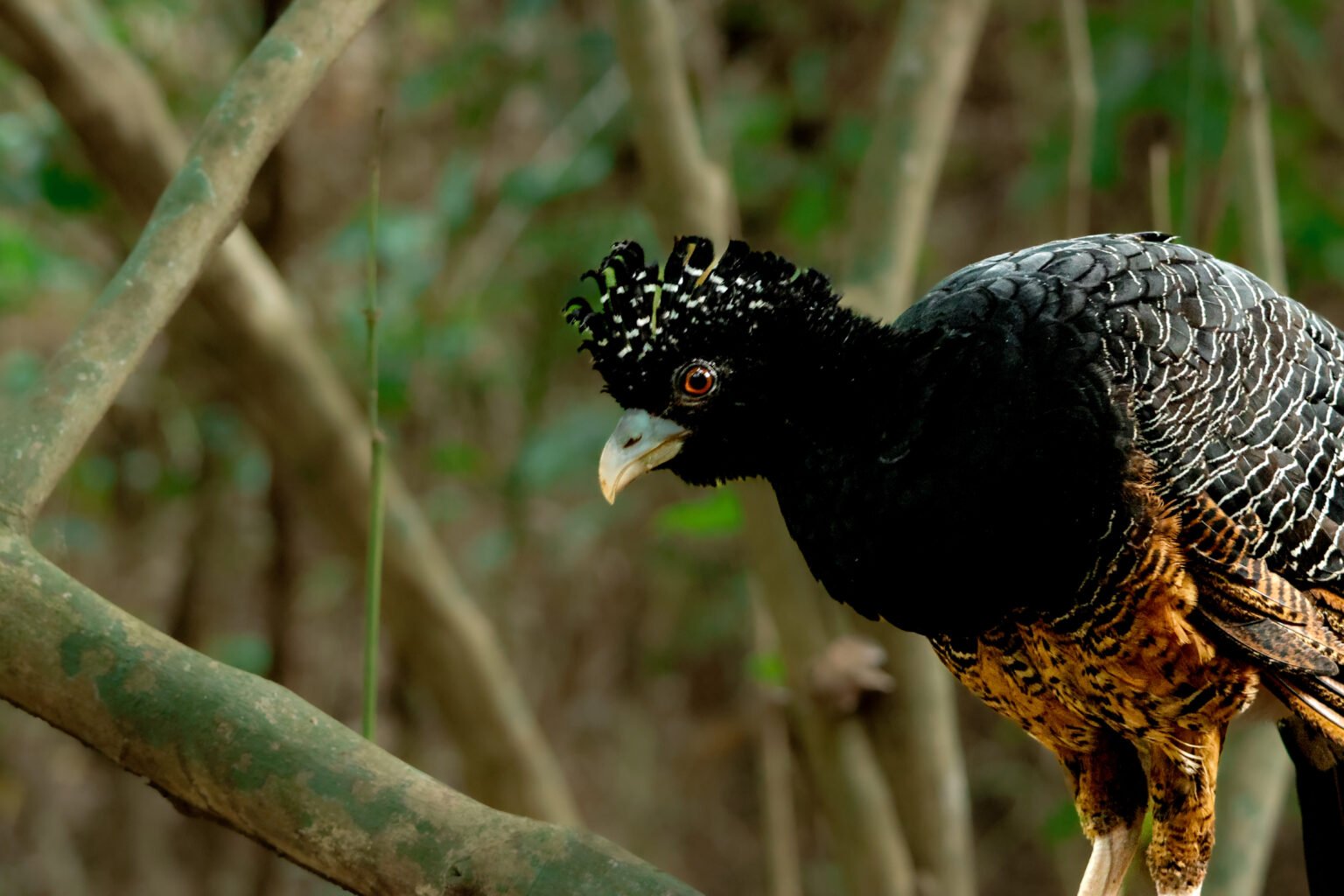 Paujil En El Parque Tayrona
