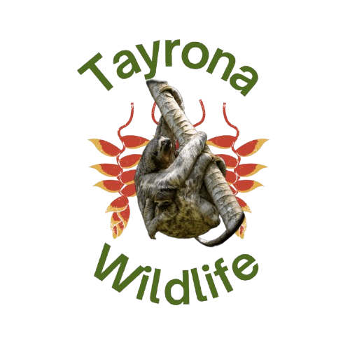 Tayrona WildLife