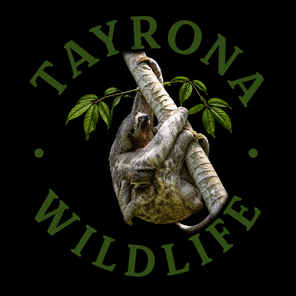 Tayrona WildLife.
